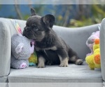 Image preview for Ad Listing. Nickname: Litter of 5