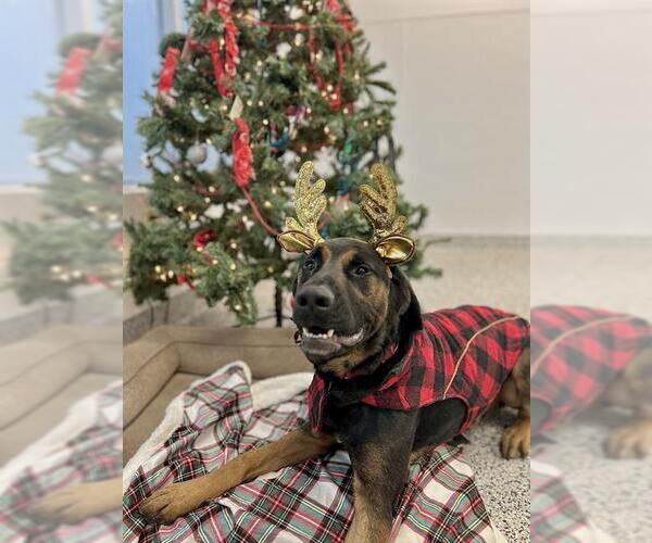 Medium Photo #6 Rottweiler-Unknown Mix Puppy For Sale in Vaughan, Ontario, Canada