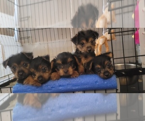 Yorkshire Terrier Litter for sale in AKRON, OH, USA
