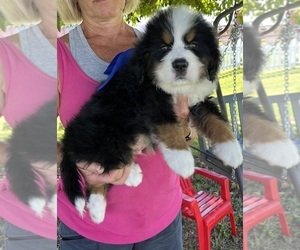 Bernese Mountain Dog Puppy for sale in SPENCER, IN, USA