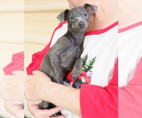 Medium Photo #2 Chihuahua-Unknown Mix Puppy For Sale in phoenix, AZ, USA