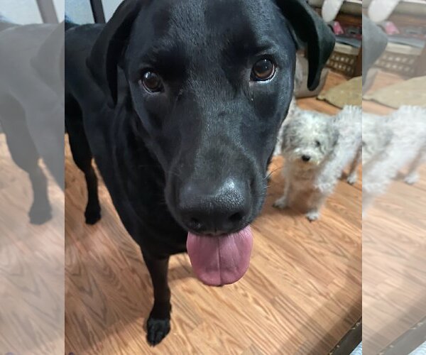 Medium Photo #2 Labrottie Puppy For Sale in Royal Palm Beach, FL, USA