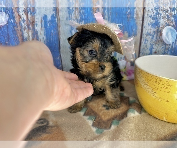 Medium Photo #2 Yorkshire Terrier Puppy For Sale in CASSVILLE, MO, USA