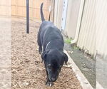Small #3 Mutt