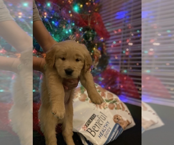 Medium Photo #2 Golden Retriever Puppy For Sale in CITY RANCH, CA, USA