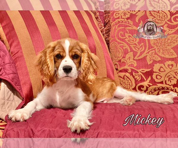 Medium Photo #1 Cavalier King Charles Spaniel Puppy For Sale in MIAMI, FL, USA