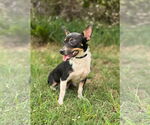 Small #5 Chihuahua Mix