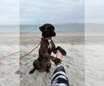 Small #9 Labrador Retriever Mix