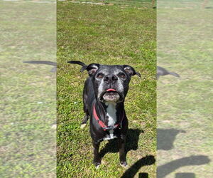 TK - Male Mutt Dog for Adoption - Photo #2