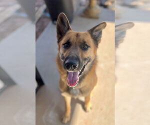 German Shepherd Dog-Unknown Mix Dogs for adoption in Chandler, AZ, USA