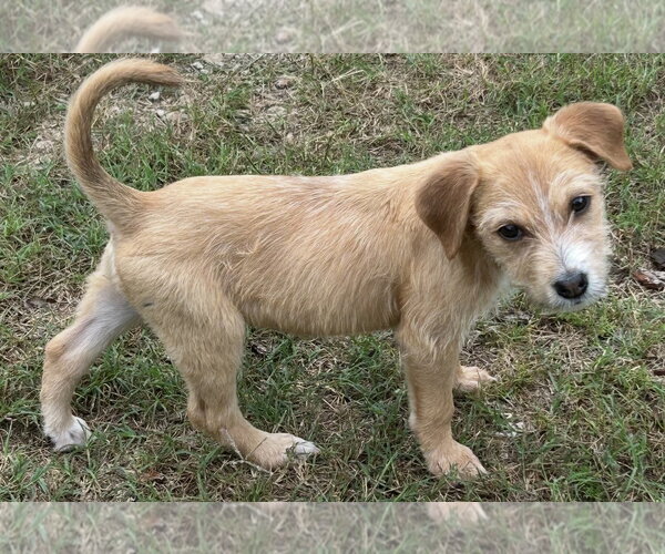 Medium Photo #1 Mutt Puppy For Sale in Rockaway, NJ, USA