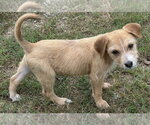 Small Mutt