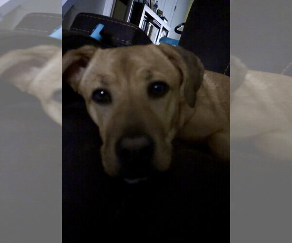 Medium Photo #3 Labrador Retriever-Unknown Mix Puppy For Sale in Royal Palm Beach, FL, USA