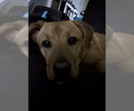 Small #2 Labrador Retriever Mix