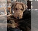 Small Photo #2 Airedale Terrier Puppy For Sale in NEWTON, IA, USA