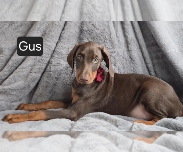 Medium Photo #4 Doberman Pinscher Puppy For Sale in POMEROY, OH, USA