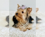 Small Photo #5 Yorkshire Terrier Puppy For Sale in SAN JACINTO, CA, USA