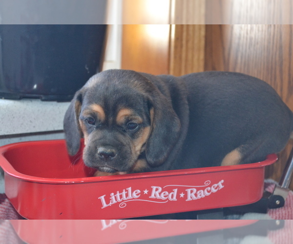 Medium Photo #6 Jug Puppy For Sale in GREENWOOD, WI, USA