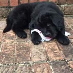 Newfoundland Puppy for sale in JACKSON, MO, USA