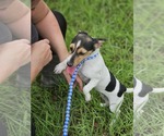 Small #3 Dachshund-Jack Russell Terrier Mix
