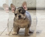 Small Photo #27 French Bulldog Puppy For Sale in LAKE WALES, FL, USA
