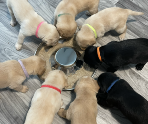 Labrador Retriever Puppy for Sale in ARLINGTON, Texas USA