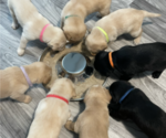 Image preview for Ad Listing. Nickname: Litter of 6