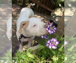 Small American Pit Bull Terrier Mix