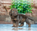 Puppy Rebel Cockapoo