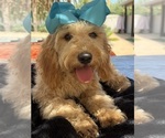 Small Photo #26 Goldendoodle mix (+ Poodle Miniature) Puppy For Sale in MENIFEE, CA, USA