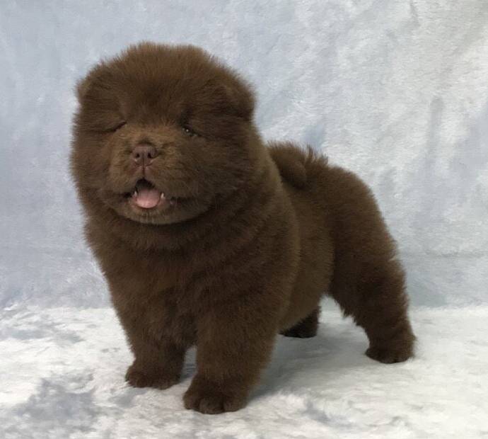 View Ad Chow Chow Puppy for Sale near California