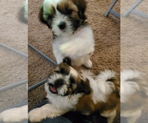 Shih Tzu Puppy for sale in CHANNELVIEW, TX, USA