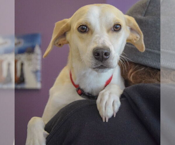 Medium Photo #3 Beagle-Italian Greyhound Mix Puppy For Sale in Huntley, IL, USA