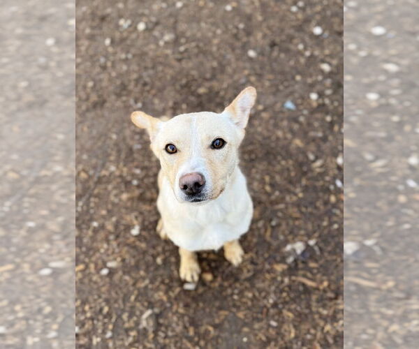 Medium Photo #4 Feist Terrier-Unknown Mix Puppy For Sale in Corning, AR, USA