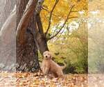 Small Photo #8 Goldendoodle Puppy For Sale in FAIR GROVE, MO, USA