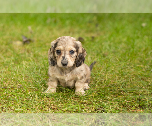 Medium Photo #3 Dachshund Puppy For Sale in MILFORD, IN, USA