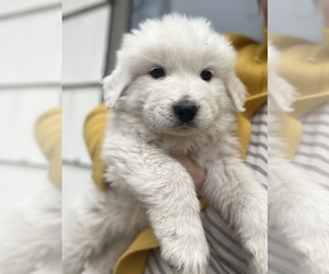 Great Pyrenees Puppy for sale in KANSAS CITY, MO, USA
