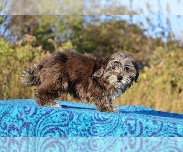 Medium Photo #19 ShihPoo Puppy For Sale in DYERSBURG, TN, USA