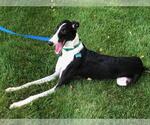 Small #3 Greyhound
