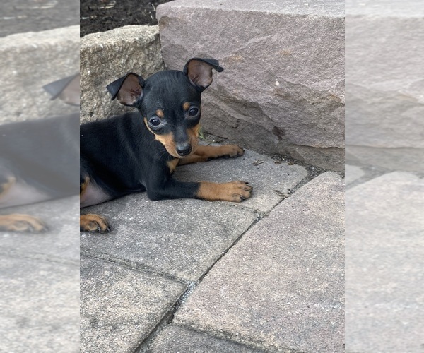 Medium Photo #2 Miniature Pinscher Puppy For Sale in CANOGA, NY, USA