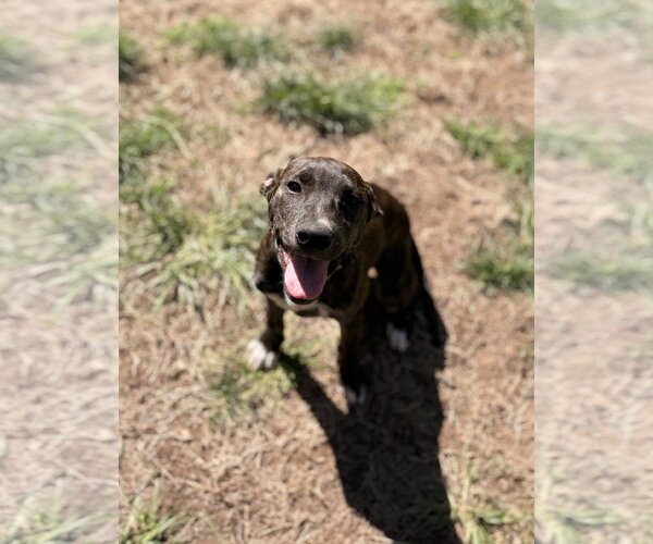 Medium Photo #6 Mutt Puppy For Sale in Tarrytown, GA, USA