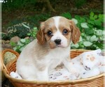 Puppy Kira Cavalier King Charles Spaniel