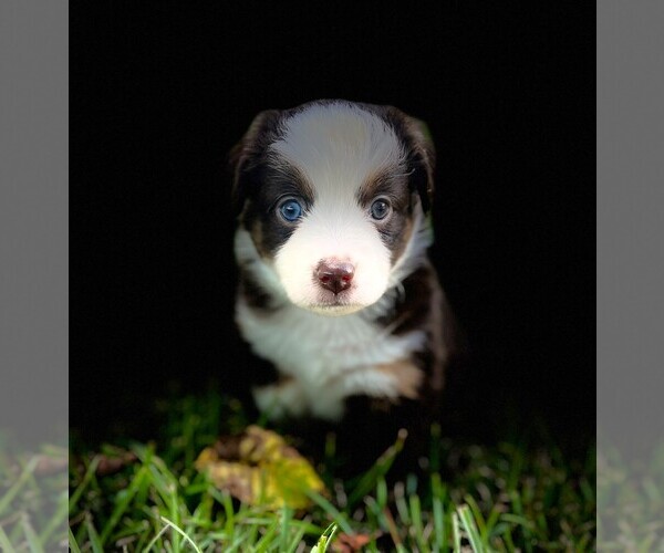 Medium Photo #8 Miniature Australian Shepherd Puppy For Sale in MONTICELLO, SC, USA