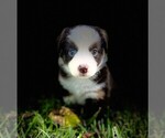 Small #7 Miniature Australian Shepherd