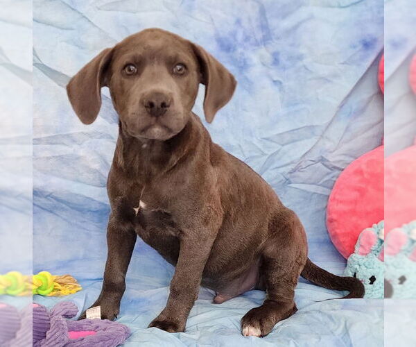 Medium Photo #2 Bulldog-Labrador Retriever Mix Puppy For Sale in Wetumpka, AL, USA