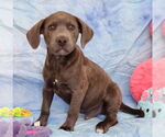 Small #1 Bulldog-Labrador Retriever Mix