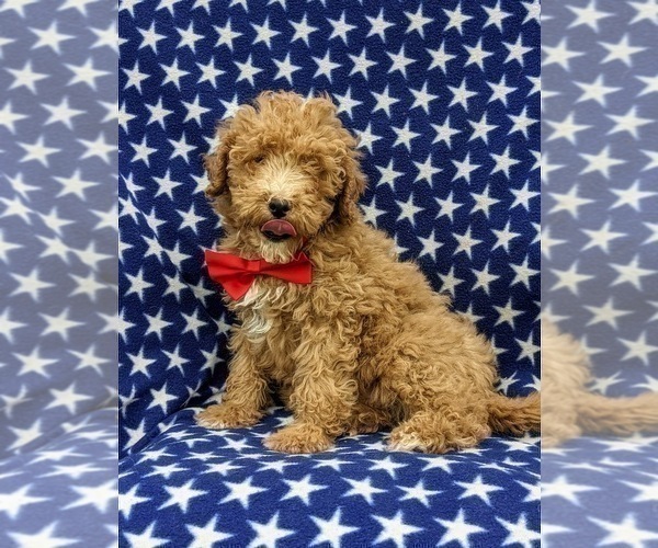 Medium Photo #6 Goldendoodle (Miniature) Puppy For Sale in RISING SUN, MD, USA