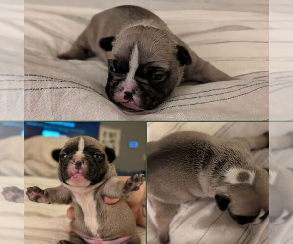 Medium Photo #11 French Bulldog Puppy For Sale in MORGANTOWN, PA, USA