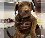 Small #1 Labrador Retriever Mix