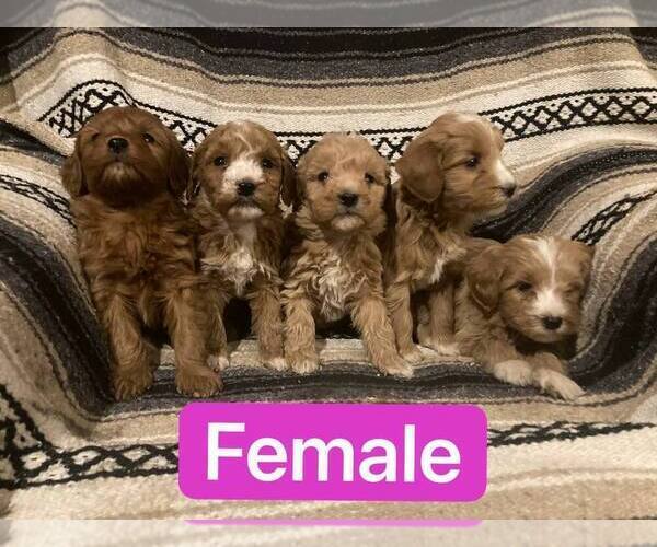 Medium Photo #2 Goldendoodle (Miniature) Puppy For Sale in CURTISS, WI, USA